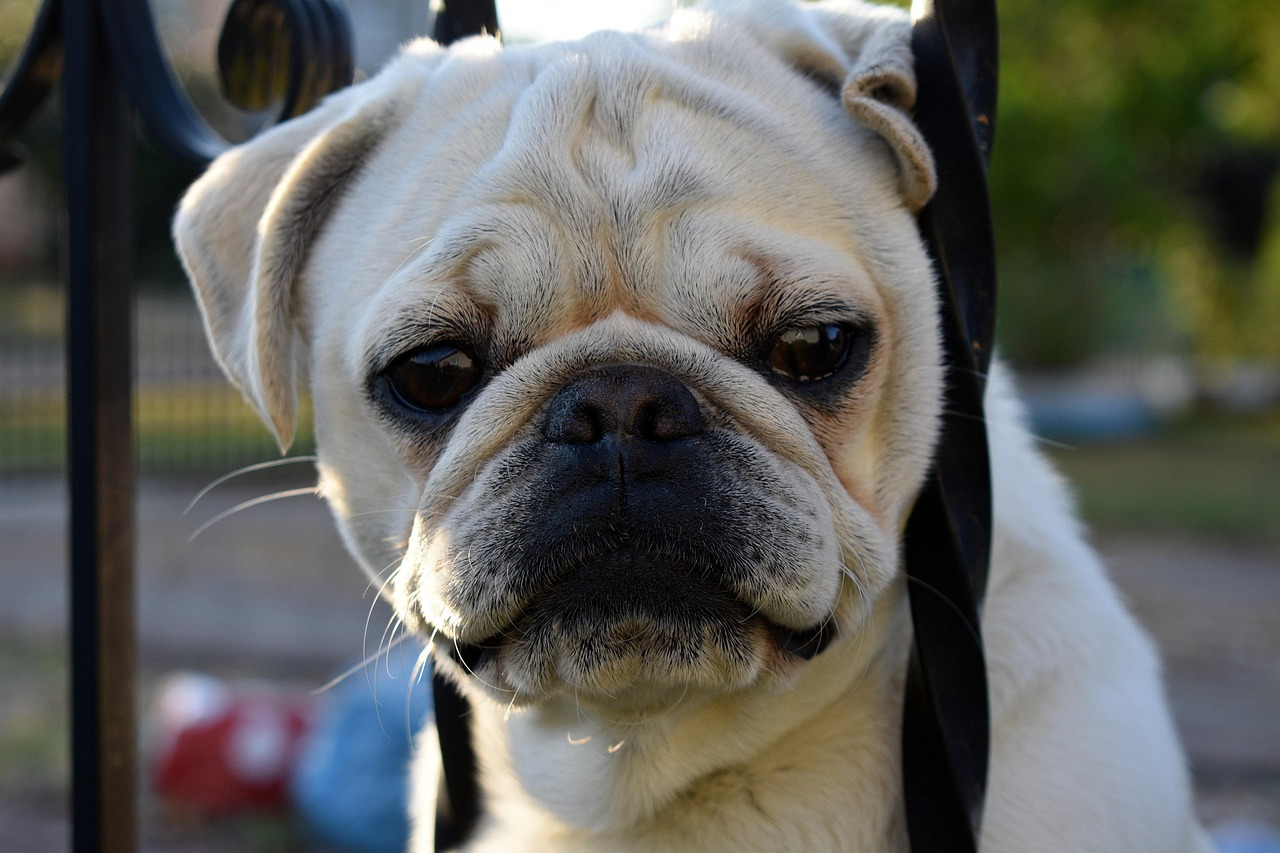 How Much Is Doggy Daycare in Worcester? What Pet Owners Should Expect