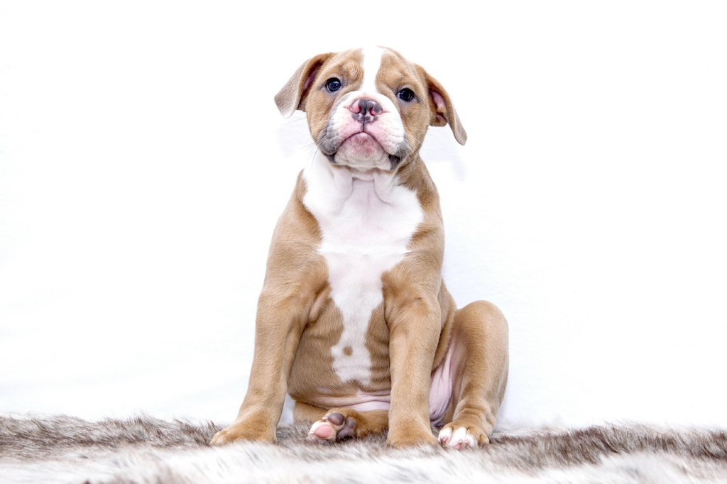 How Much Is Doggy Daycare in Worcester? What Pet Owners Should Expect