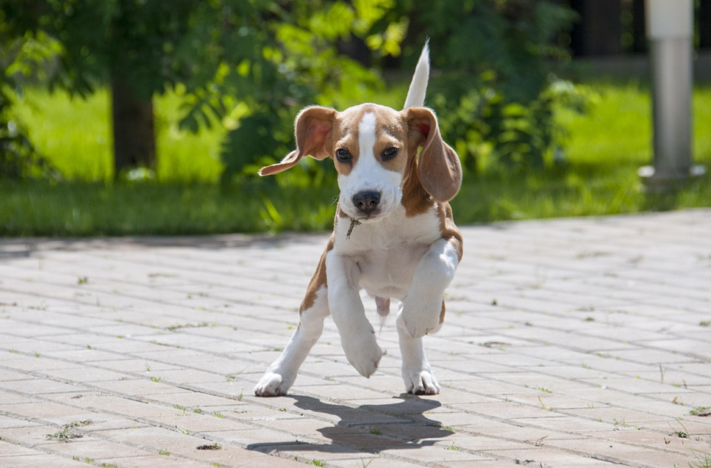 How Much Is Doggy Daycare in Worcester? What Pet Owners Should Expect
